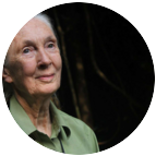 Jane Goodall