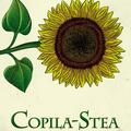 Copila-Stea - gallery small 