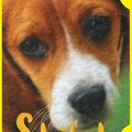 Shiloh | paperback - gallery small 